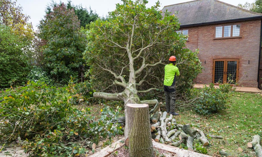 Træfældning og træpleje i Nederlandene: priser og forberedelse